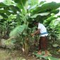 Reforma Agraria mendorong Desa Asahduren Bali berdaya lewat pisang cavendish, serap tenaga kerja, dan tingkatkan ekonomi warga adat. foto: Dok Atr Bpn