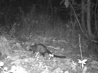 CCTV hutan BKSDA Yogyakarta. Foto : Istimewa