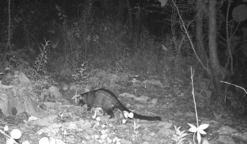 CCTV hutan BKSDA Yogyakarta. Foto : Istimewa