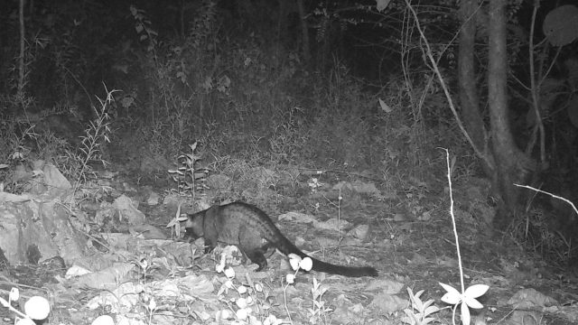 CCTV hutan BKSDA Yogyakarta. Foto : Istimewa