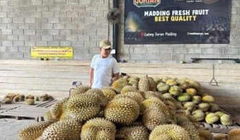 Gudang Durian Madding di Sleman jadi destinasi kuliner populer dengan garansi durian dan dukungan bagi ekonomi kreatif lokal. Foto: Istimewa